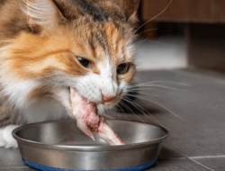 kucing makan ayam