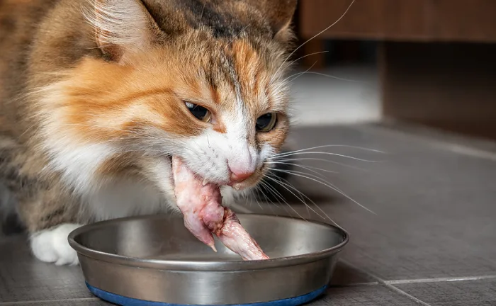 kucing makan ayam